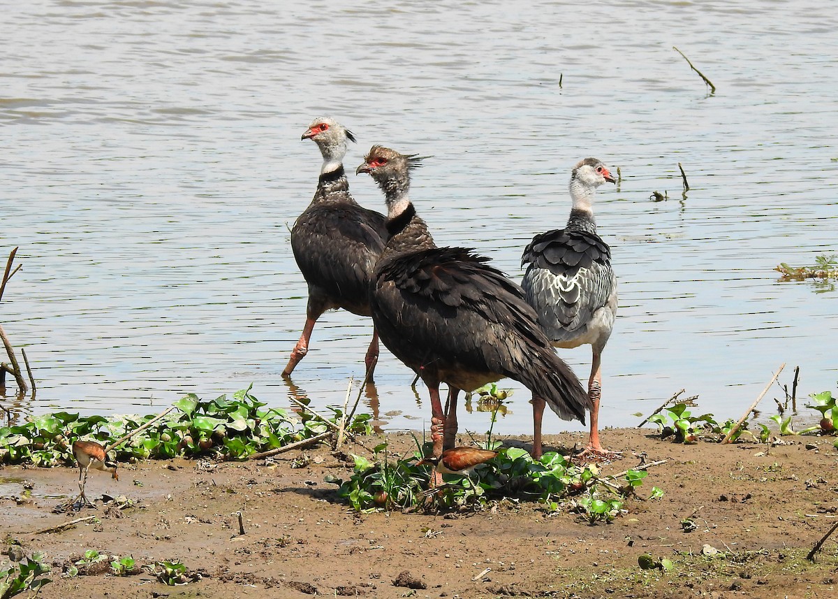 Southern Screamer - ML183631701