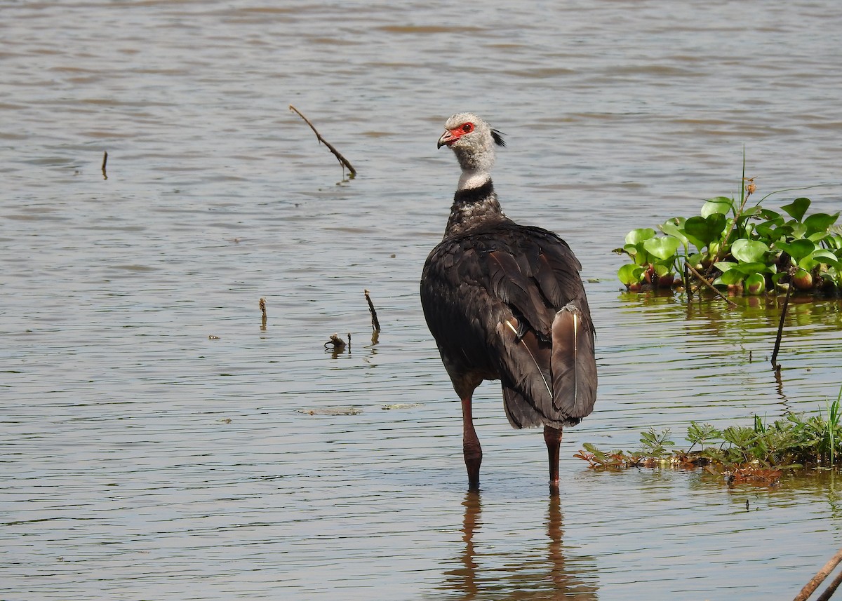 Southern Screamer - ML183631711