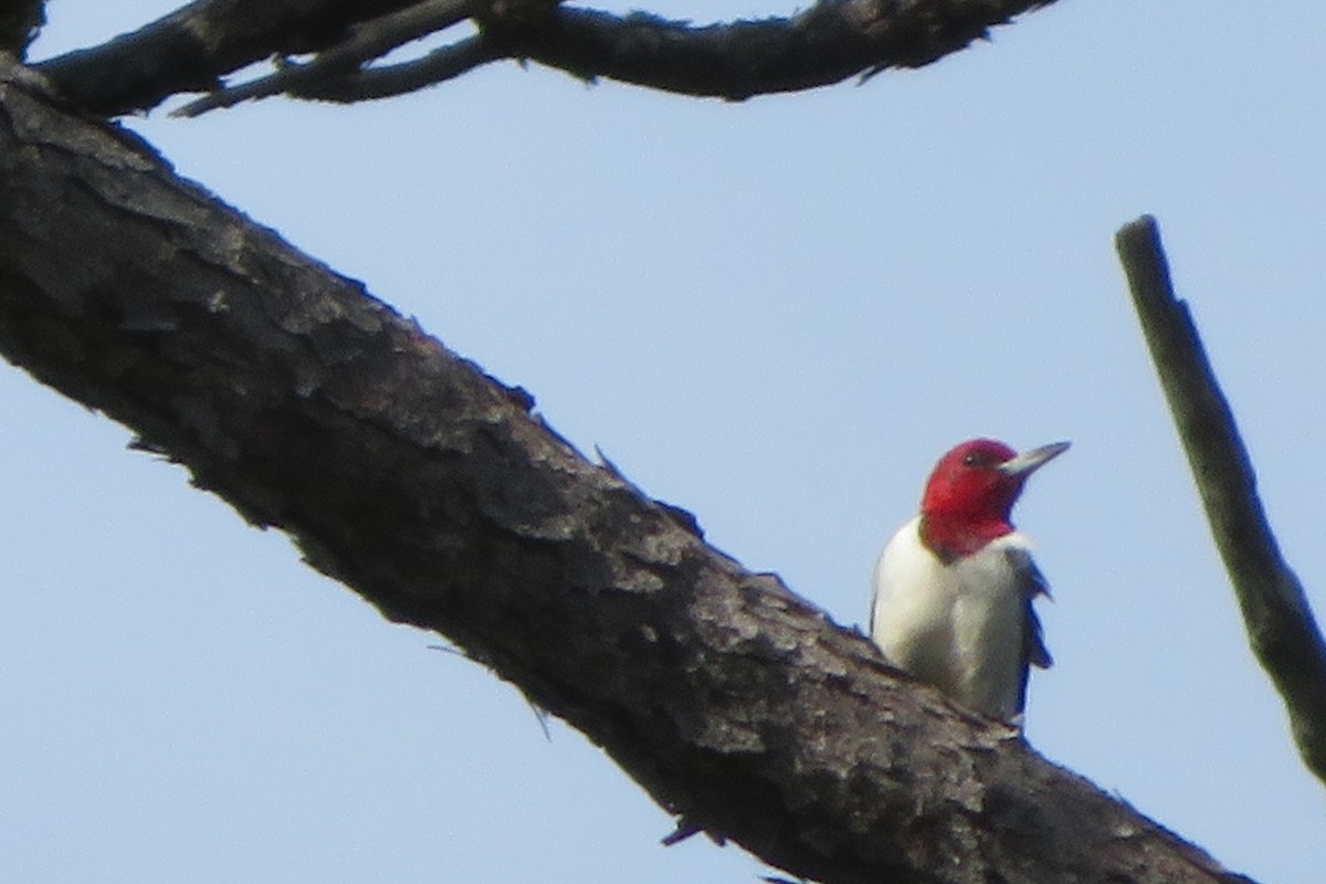 Red-headed Woodpecker - ML183631841