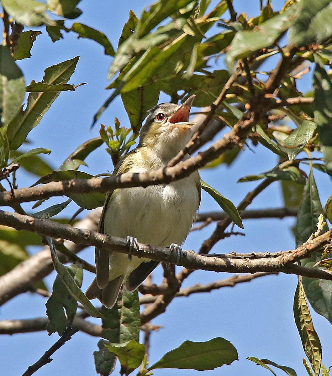 Viréo aux yeux rouges - ML183631931