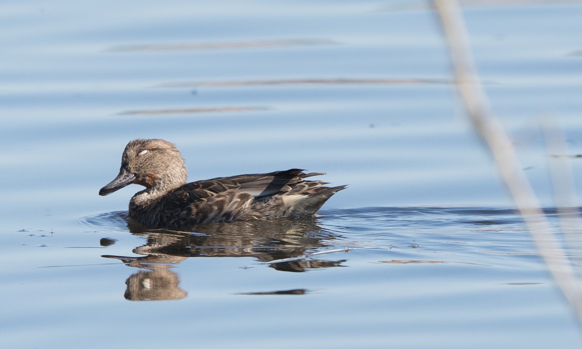 Green-winged Teal - ML183632241