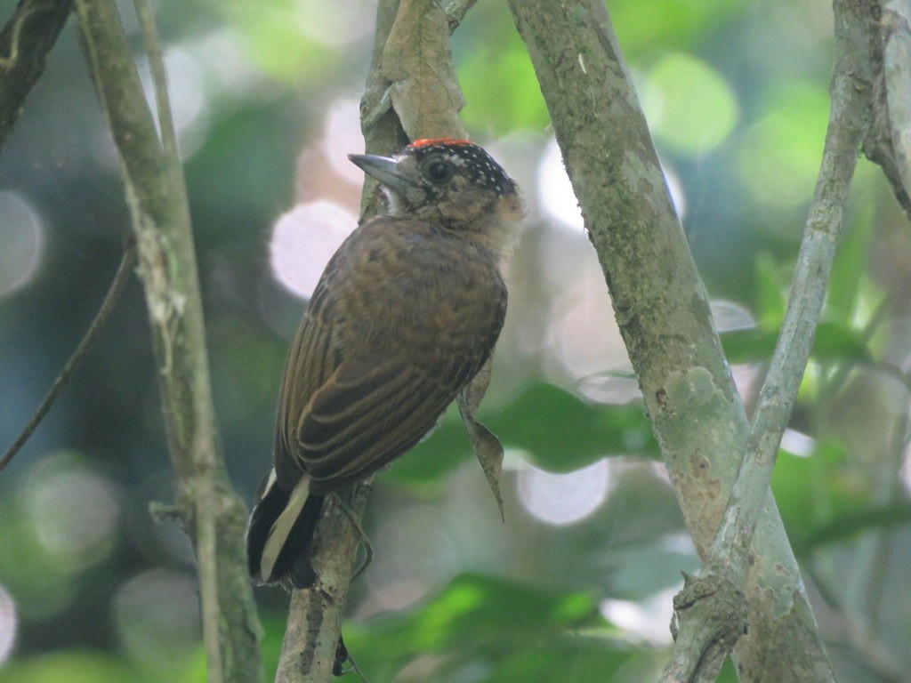 Ochre-collared Piculet - Diego Carús