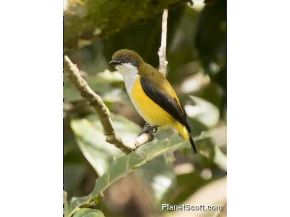 Yellow-sided Flowerpecker - ML183632371