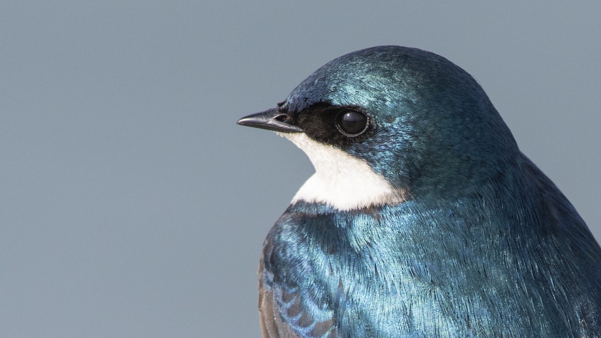 Tree Swallow - Bryan Calk