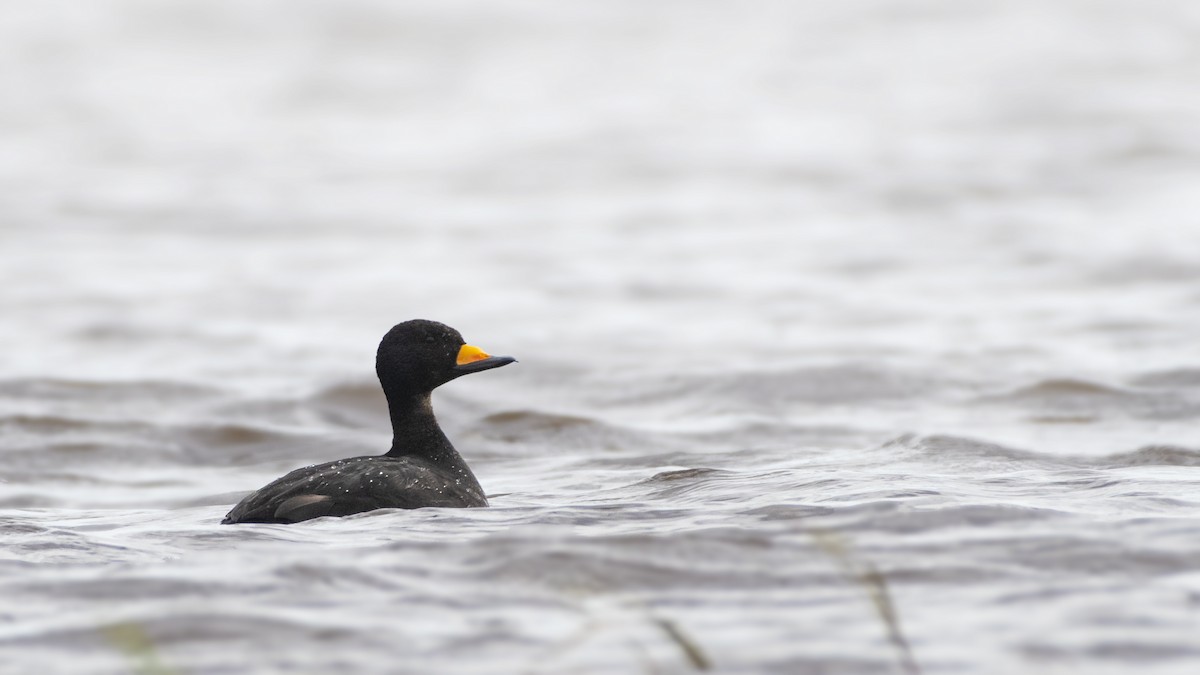 Black Scoter - ML183633621