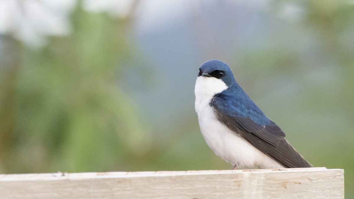 Tree Swallow - ML183633731