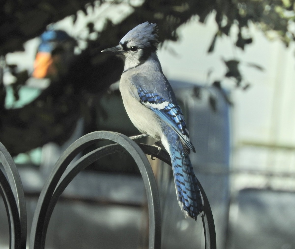 Blue Jay - Kathy Paulin