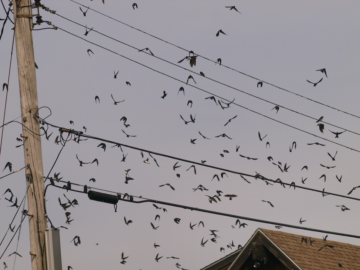 Tree Swallow - ML183633881