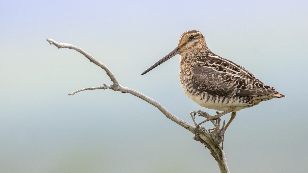 Wilson's Snipe - Bryan Calk