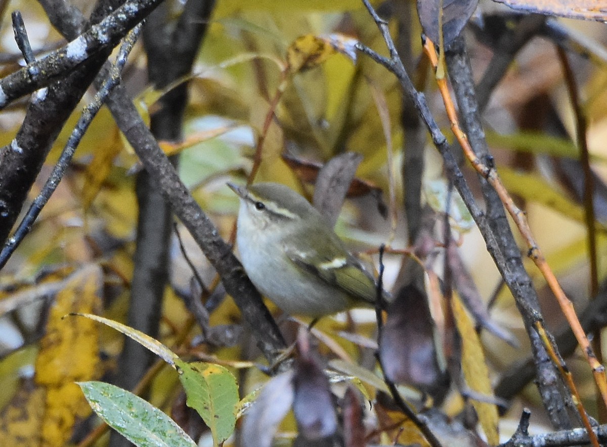 Yellow-browed Warbler - ML183635361