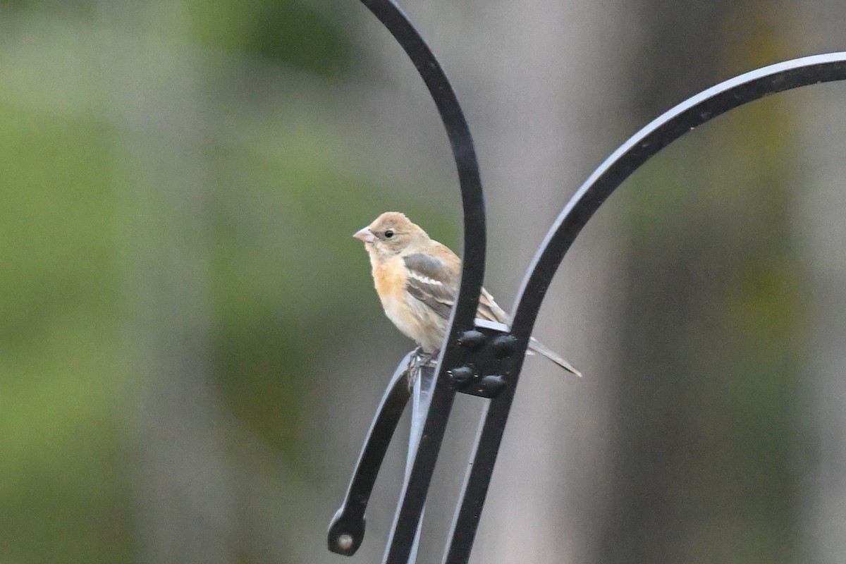 Lazuli Bunting - ML183637991