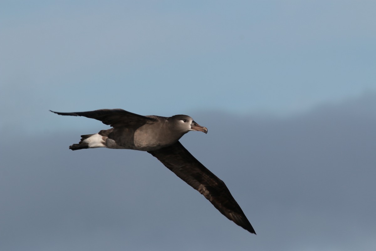 Black-footed Albatross - Richard MacIntosh