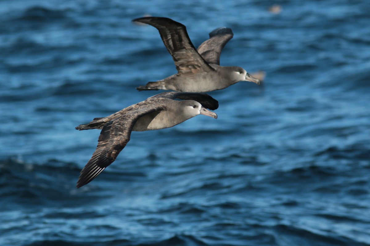 Black-footed Albatross - Richard MacIntosh