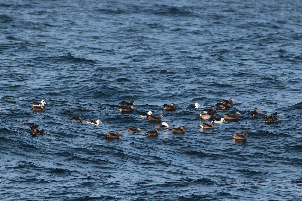 Albatros à pieds noirs - ML183638471