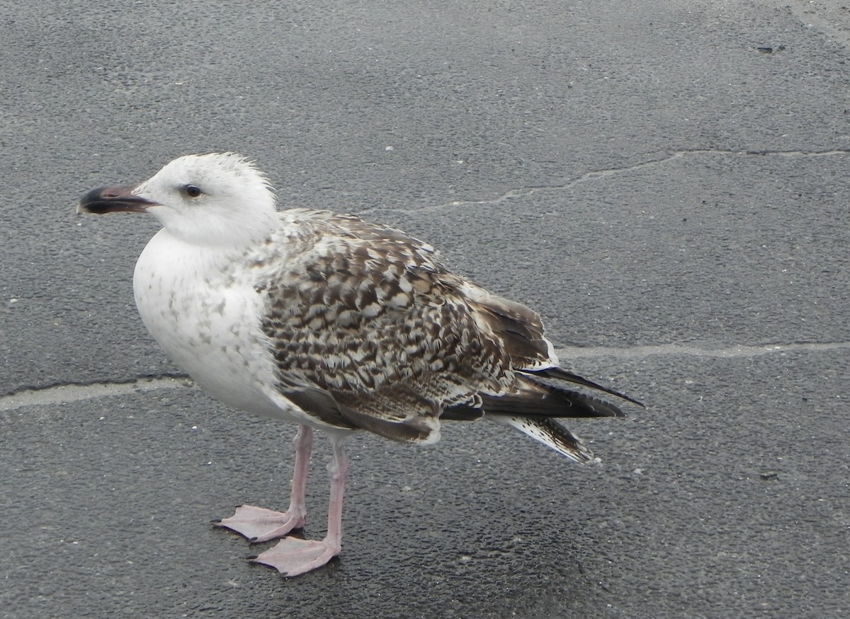 Great Black-backed Gull - Nancy Houlihan