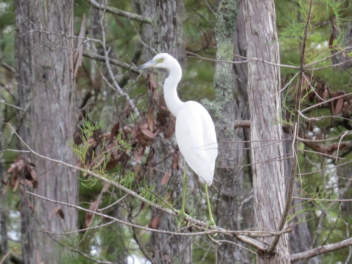 Little Blue Heron - ML183640251