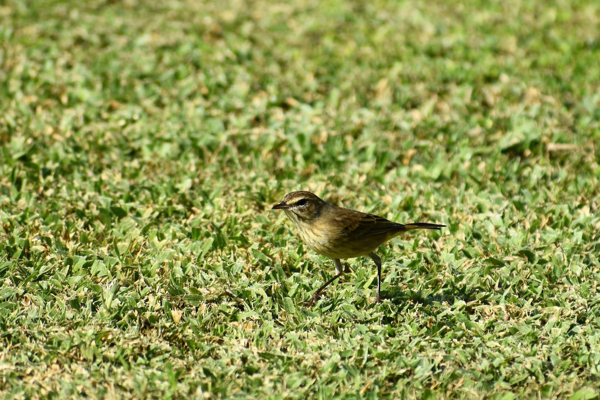 Palm Warbler - ML183641371