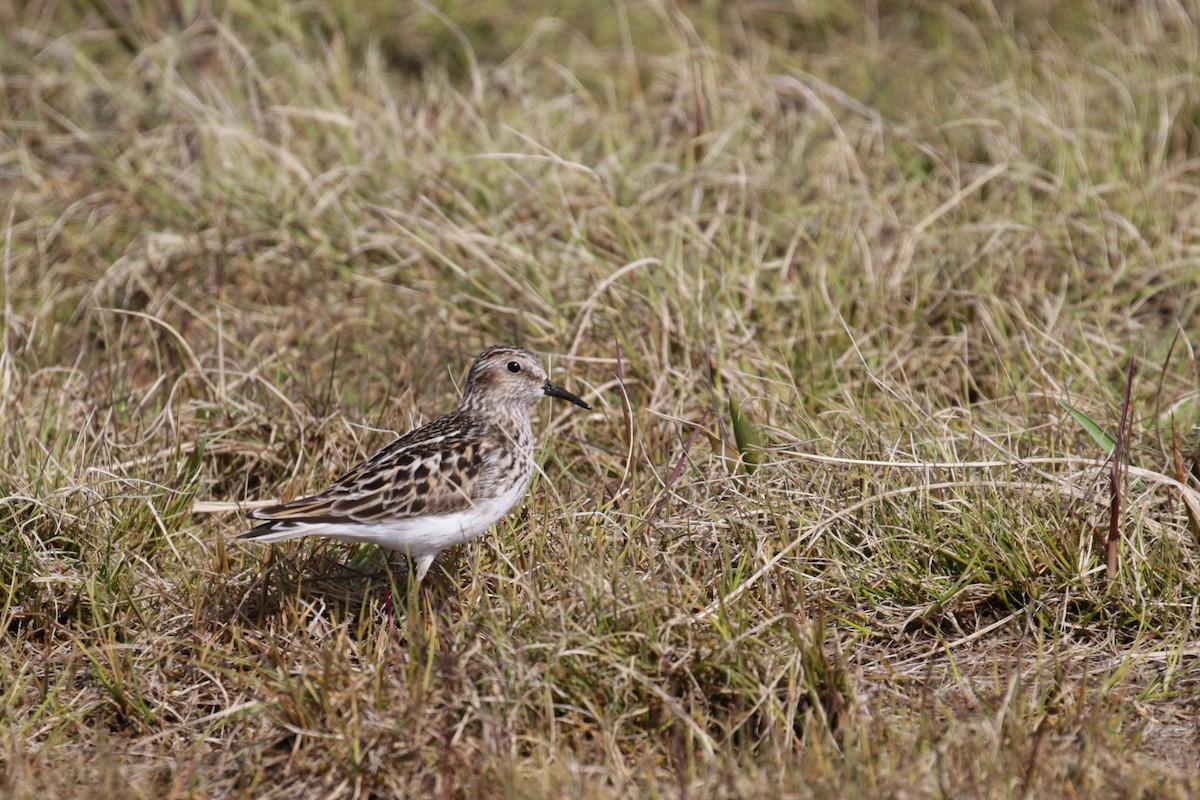 Least Sandpiper - ML183643851