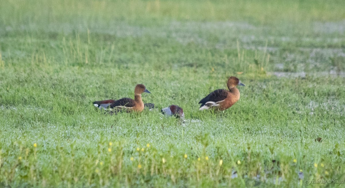Fulvous Whistling-Duck - ML183643921