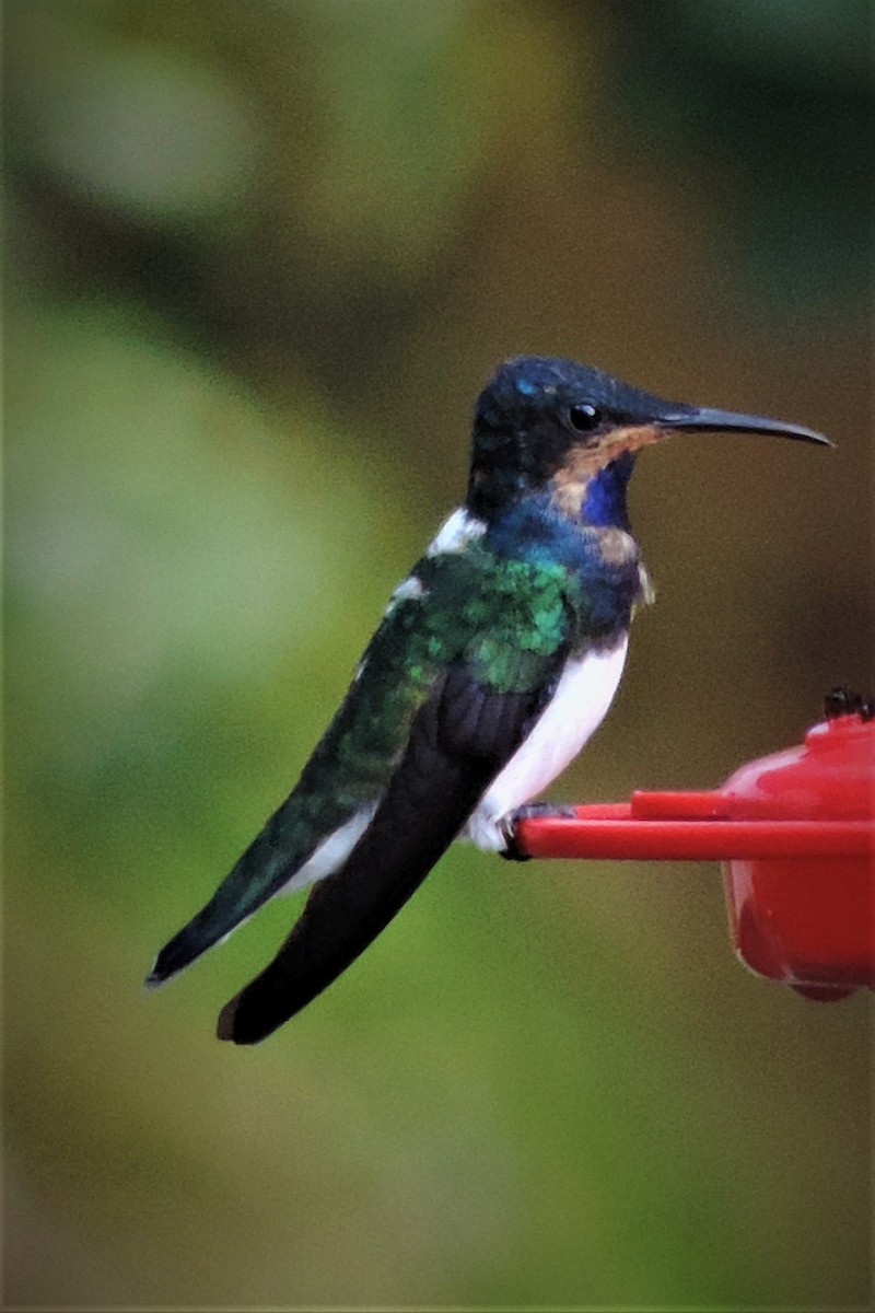 kolibřík bělokrký - ML183652381