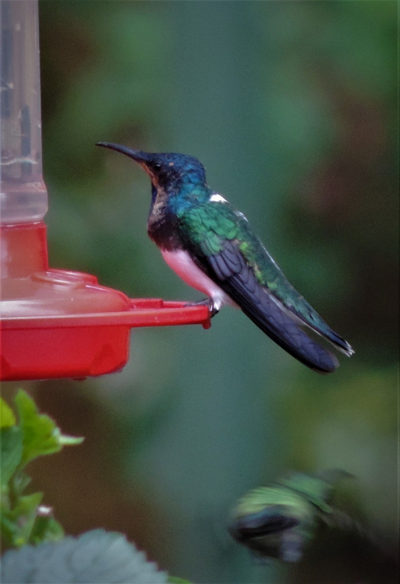 White-necked Jacobin - Pablo Garro