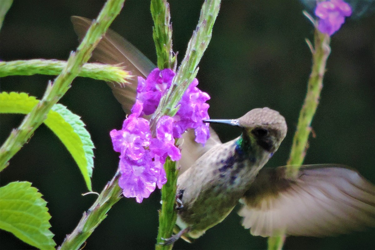 kolibřík fialovouchý - ML183652561