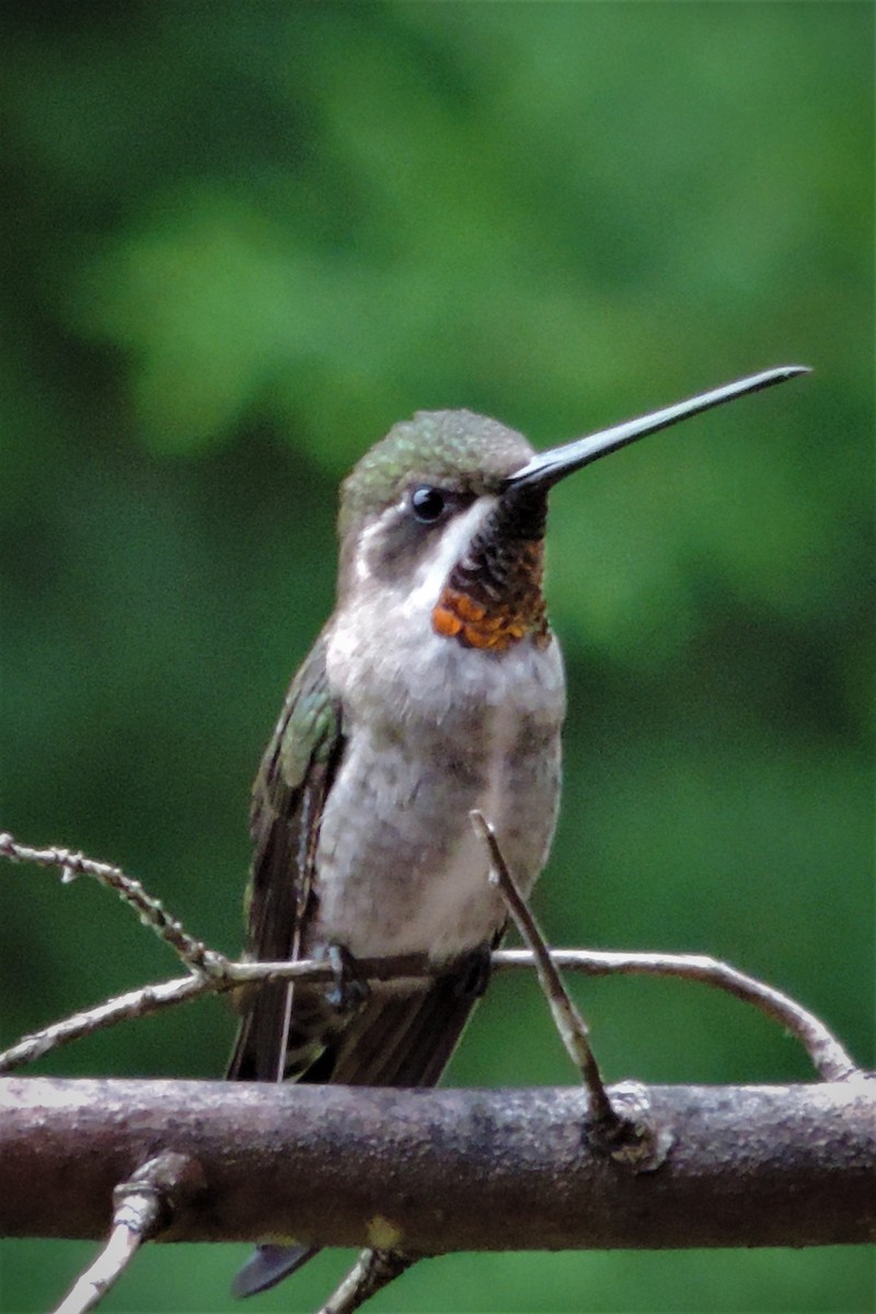 kolibřík achátový - ML183654301