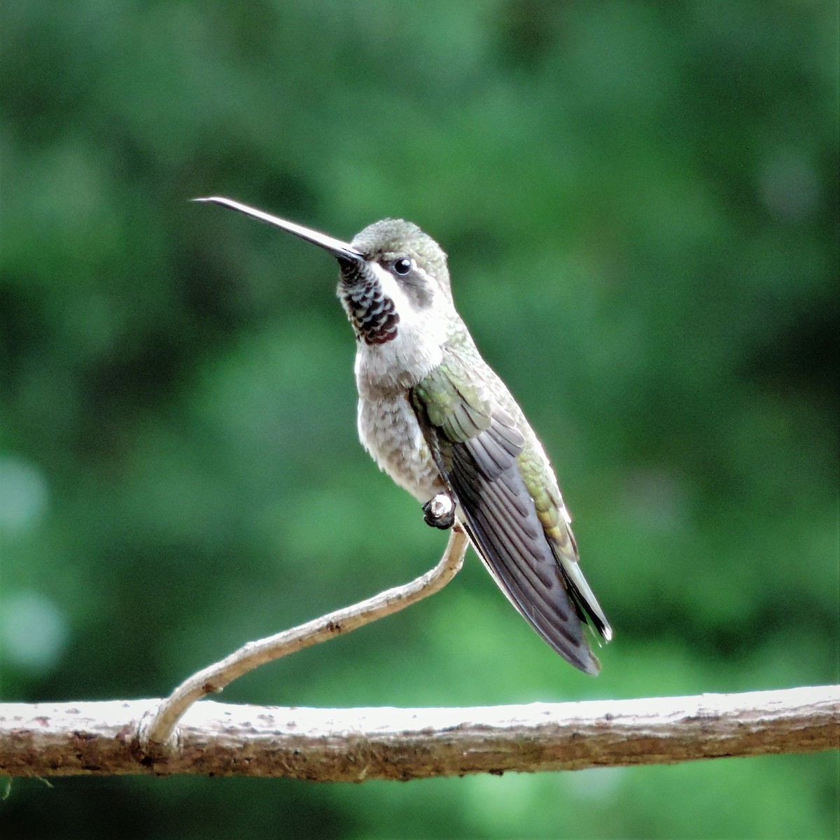 Plain-capped Starthroat - ML183654321