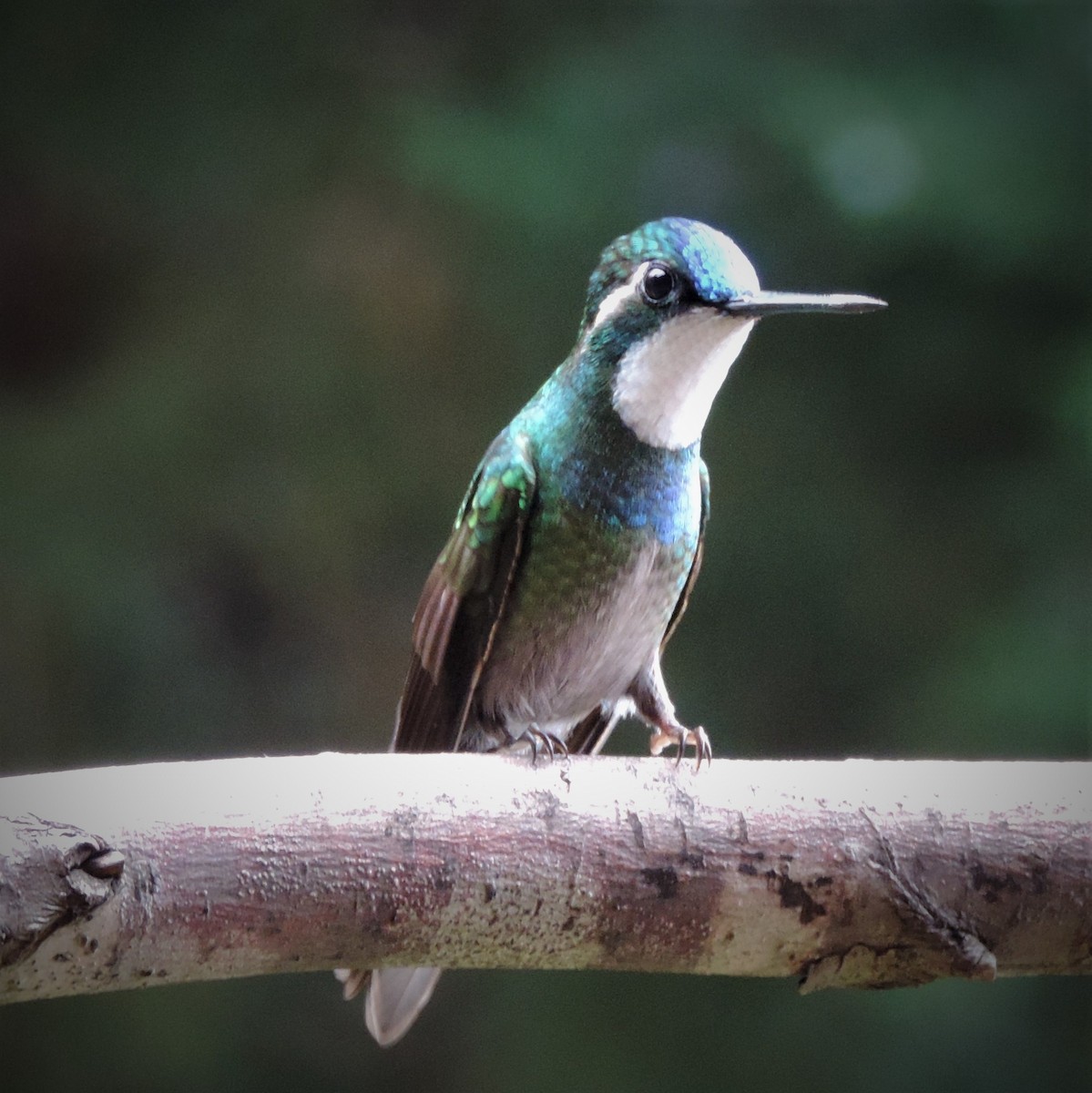 White-throated Mountain-gem - ML183654531