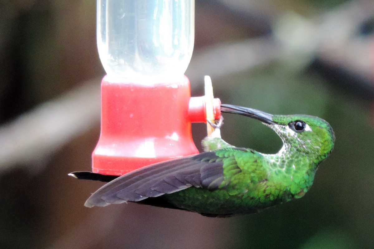 Green-crowned Brilliant - Pablo Garro