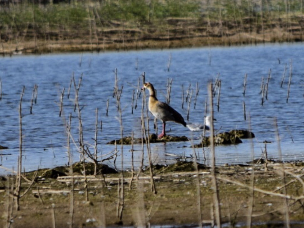 Egyptian Goose - ML183658811