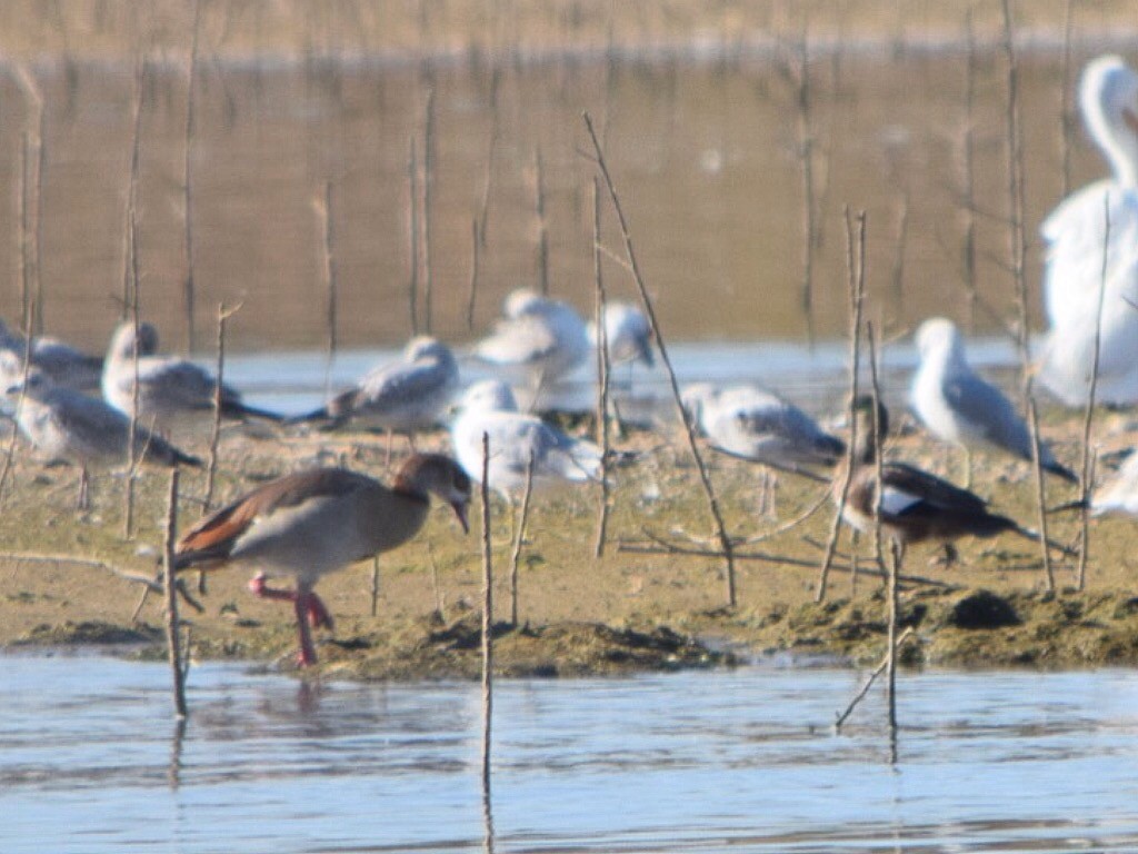 Egyptian Goose - ML183658831