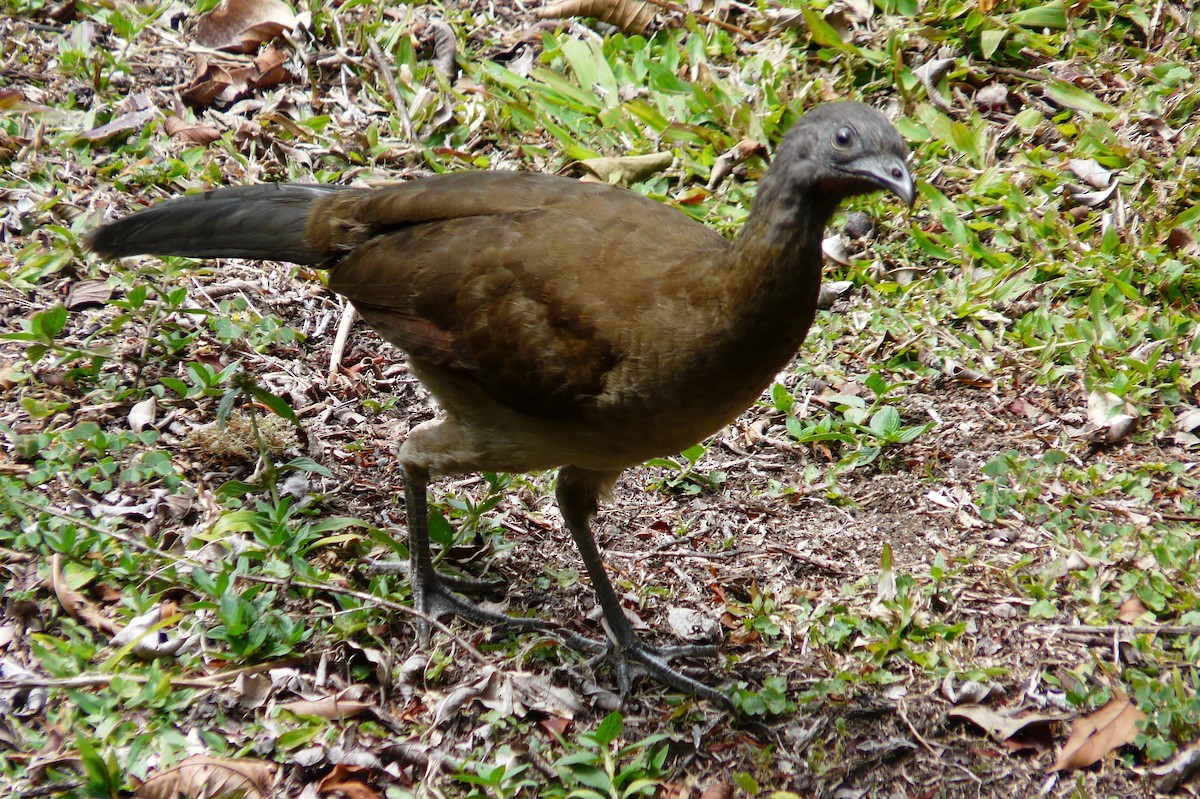 Gray-headed Chachalaca - Suzanne O'Rourke