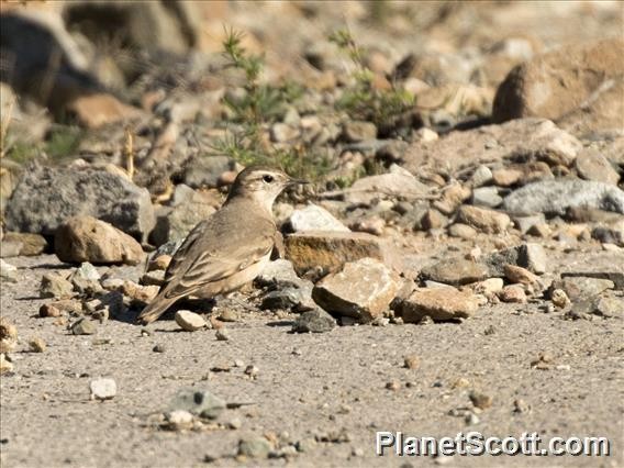 Rufous-banded Miner - ML183661341