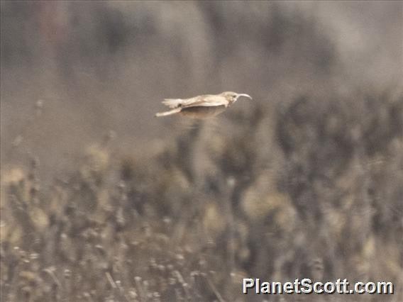 Scale-throated Earthcreeper - ML183661351
