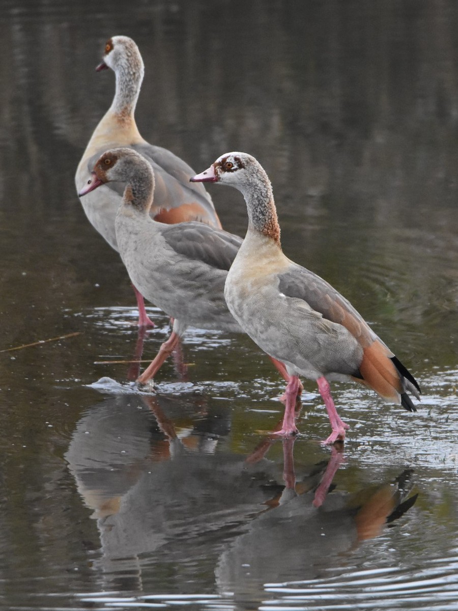 Egyptian Goose - Dan Owen