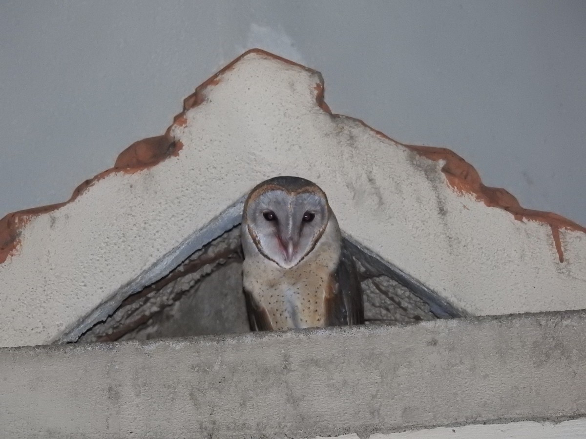 Barn Owl - Srinath TG