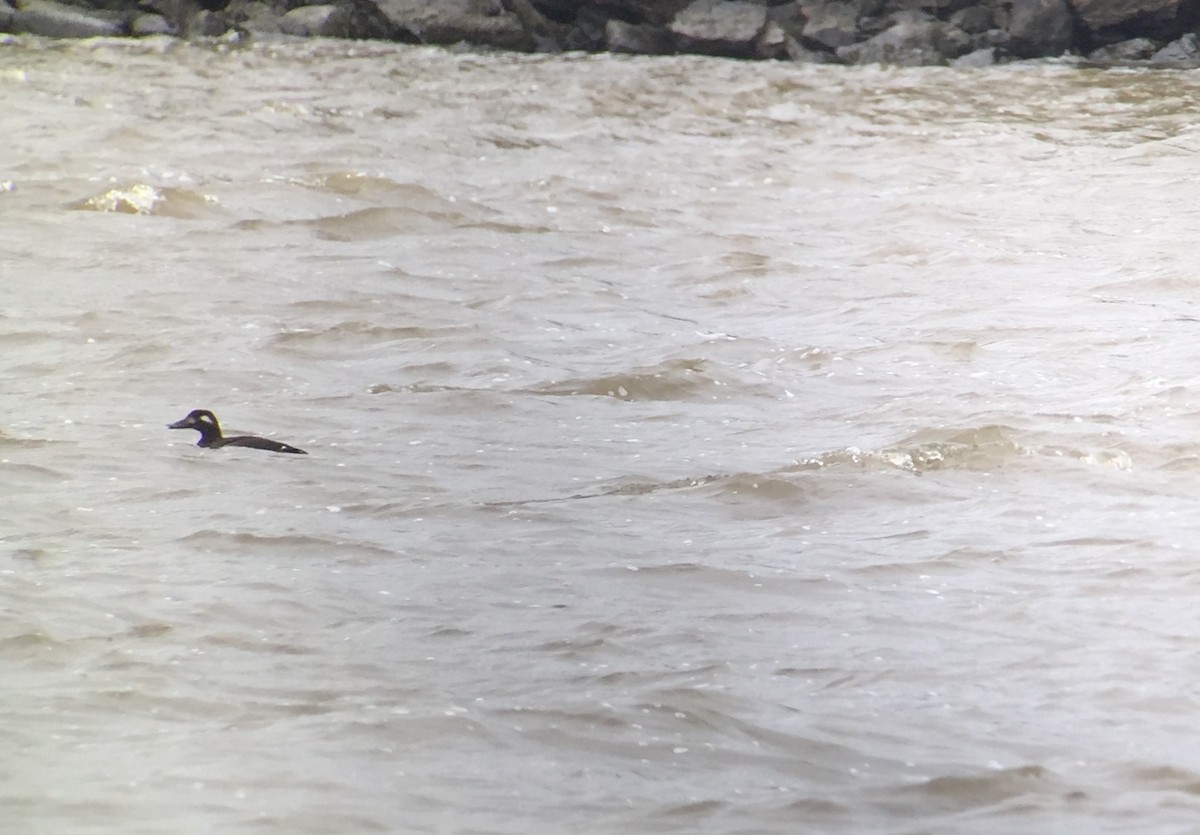 White-winged Scoter - ML183662101