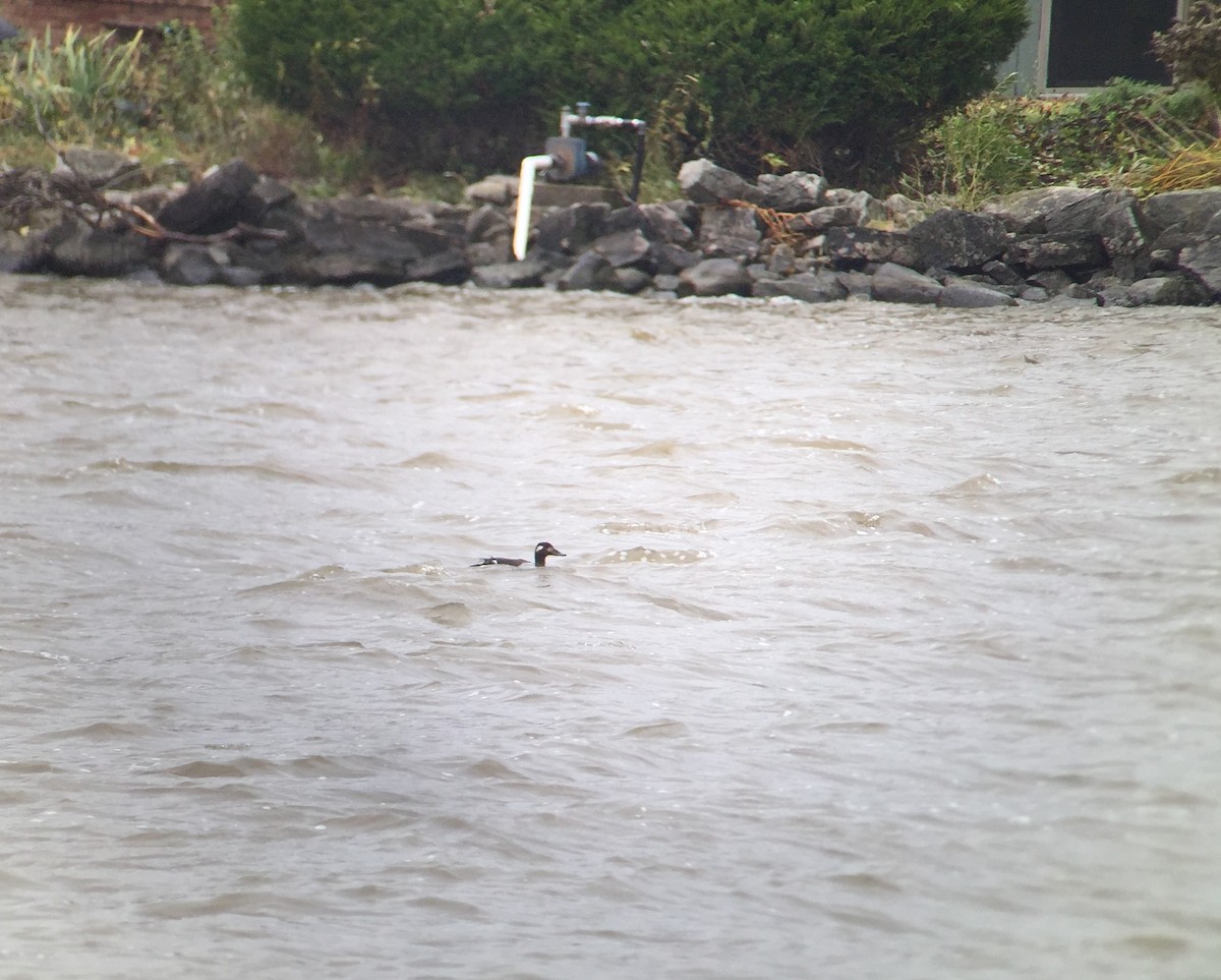 White-winged Scoter - ML183662111