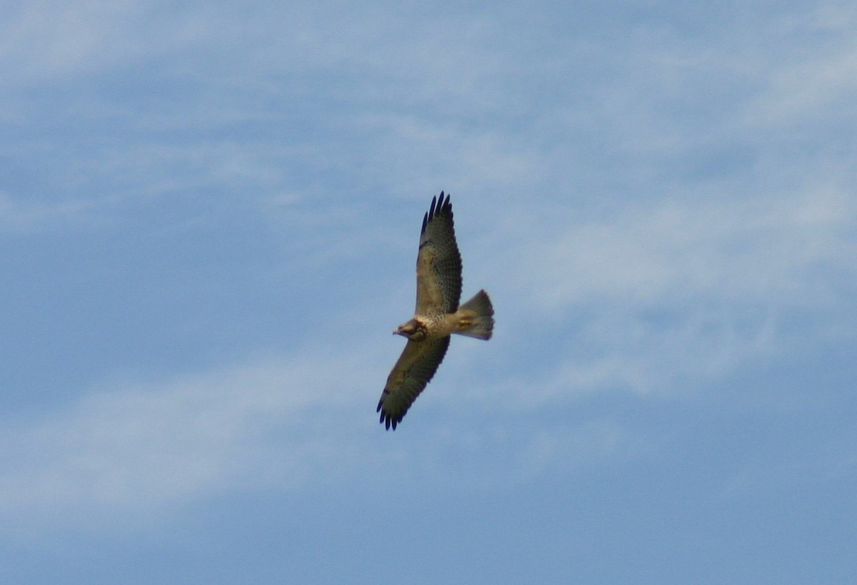 Swainson's Hawk - ML183662621