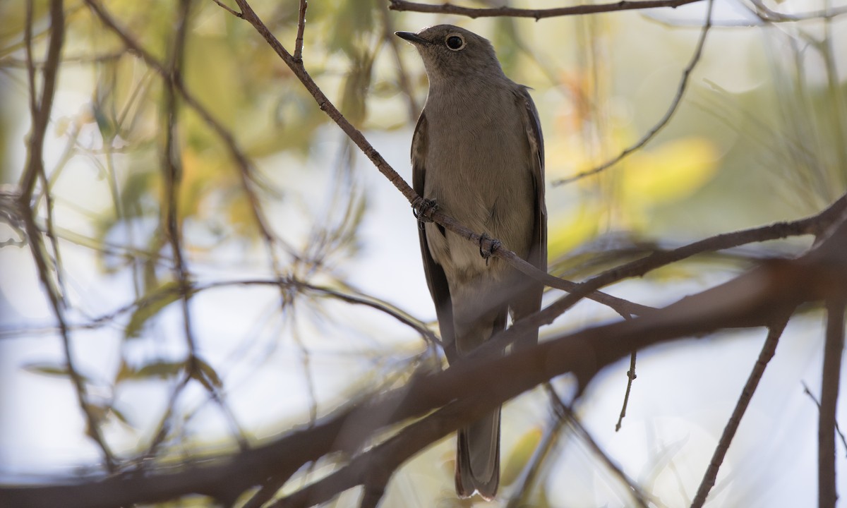 Townsend's Solitaire - Steve Kelling