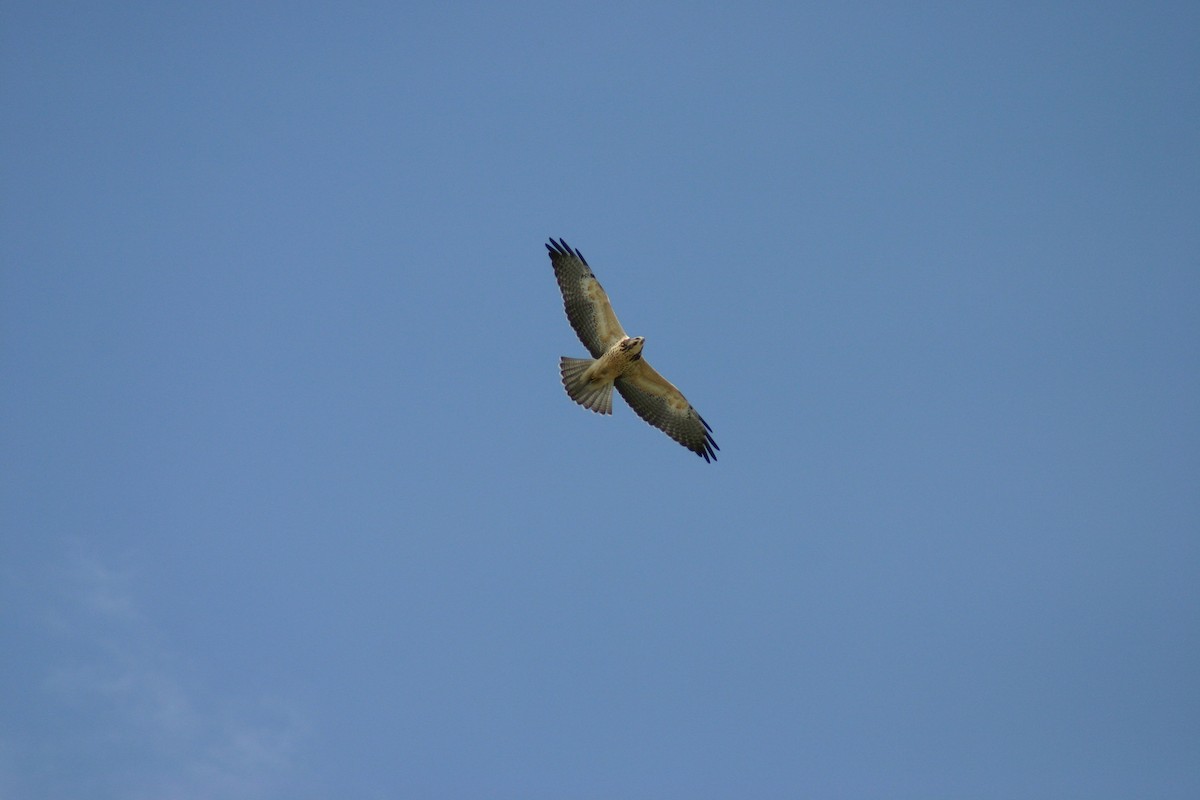 Swainson's Hawk - ML183662781