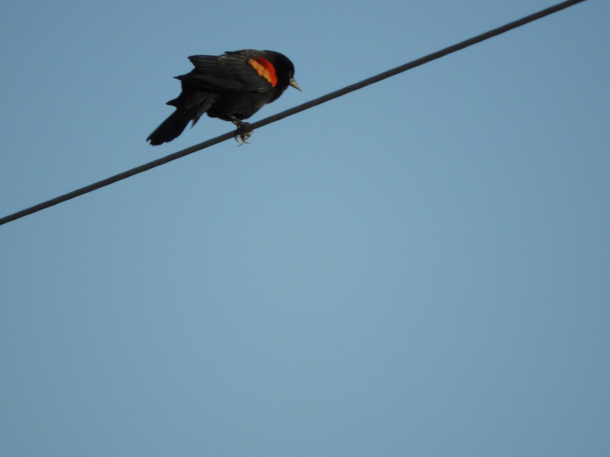 Red-winged Blackbird - ML183666301