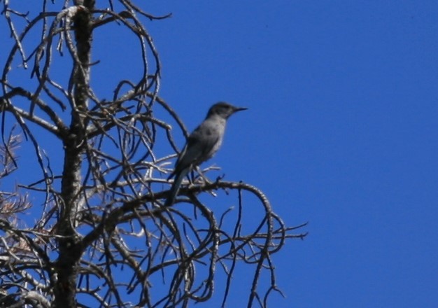 Pinyon Jay - ML183670351