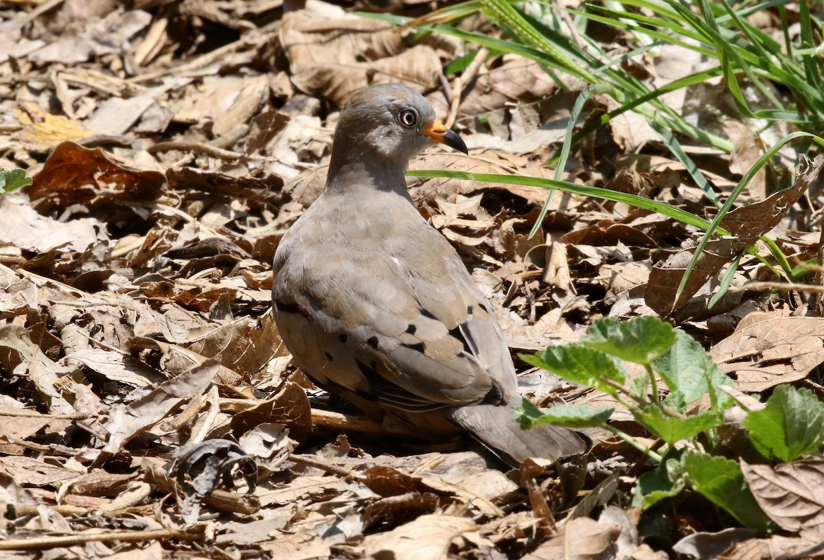 Croaking Ground Dove - ML183670901