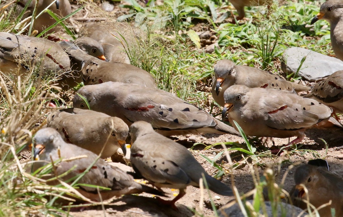 Croaking Ground Dove - ML183671101