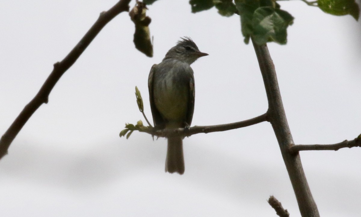 Gray-and-white Tyrannulet - ML183671191