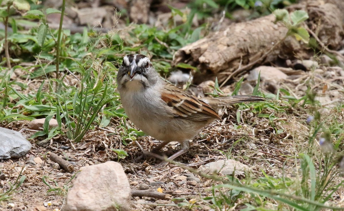 Tumbes Sparrow - ML183671281