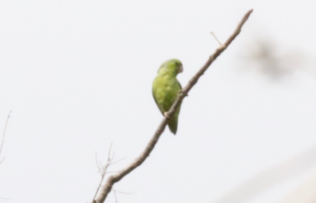 Папуга-горобець еквадорський - ML183671471