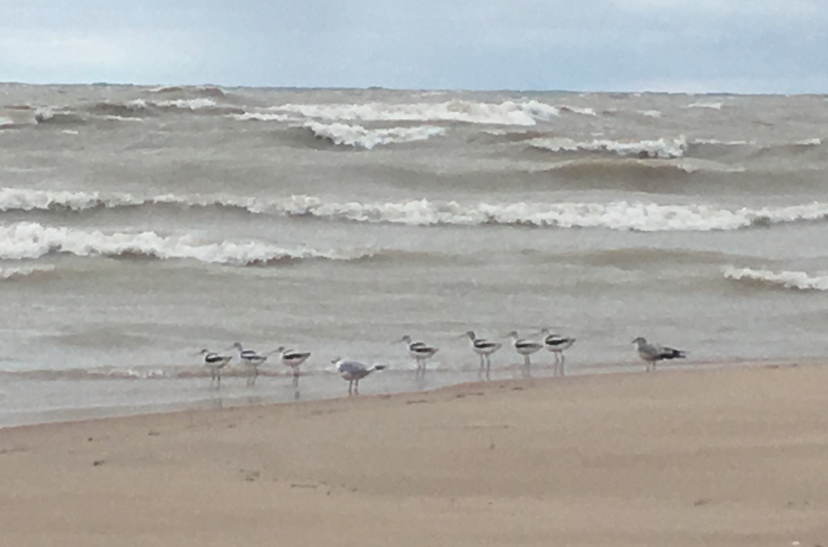 Avoceta Americana - ML183672221